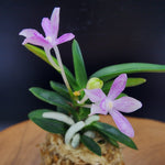 Load image into Gallery viewer, Neofinetia falcata 'Geumseonghong' 금성홍 金星紅