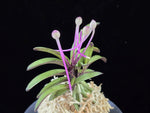 Carica l'immagine nel visualizzatore Galleria, Neofinetia falcata 'Oushukuume' 앵숙매 鶯宿梅