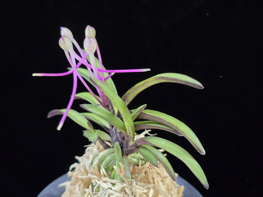 Neofinetia falcata 'Oushukuume' 앵숙매 鶯宿梅