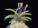 Carica l'immagine nel visualizzatore Galleria, Neofinetia falcata 'Oushukuume' 앵숙매 鶯宿梅
