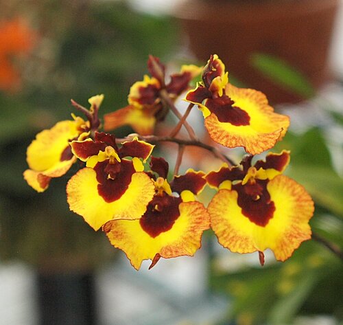 Tolumnia Golden Sunray