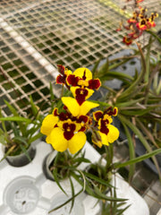 Tolumnia Golden Sunray