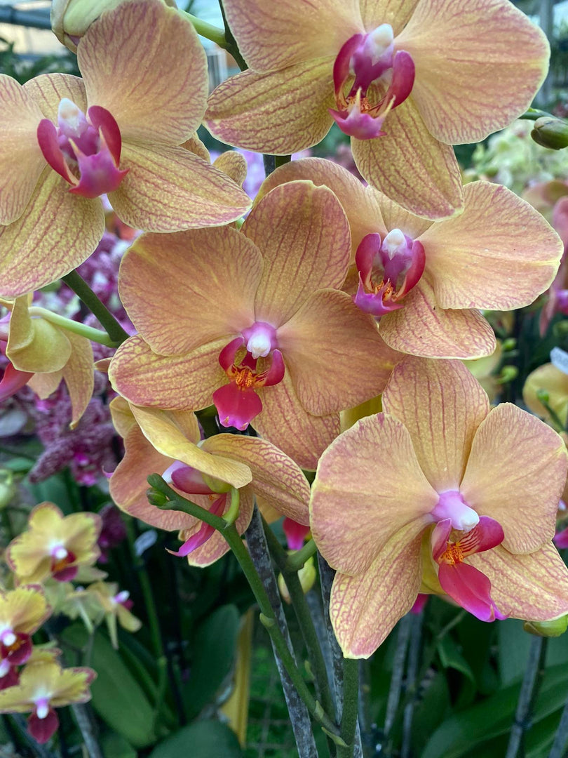 Phalaenopsis Golden Brick