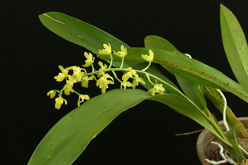 Gomesa recurva