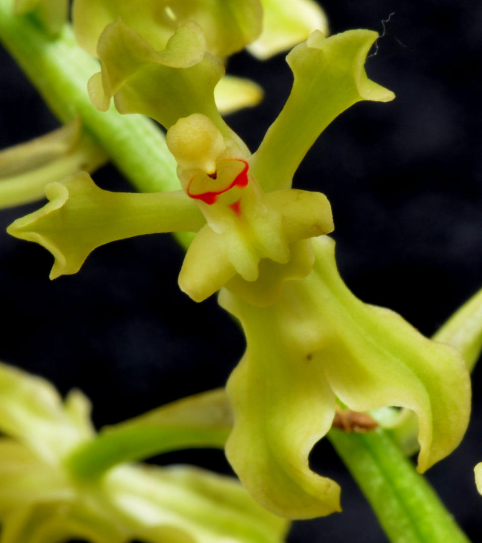 Gomesa recurva