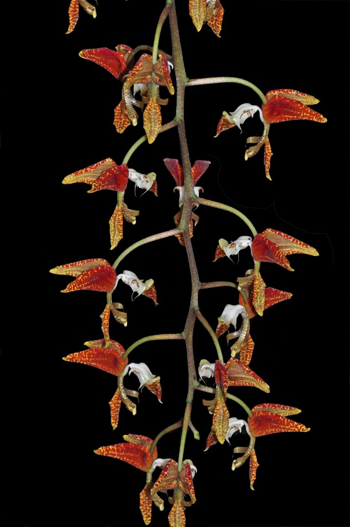 Gongora SP