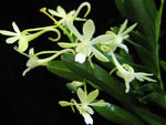 Carica l&#39;immagine nel visualizzatore Galleria, Vanda Green Light (V. vietnamica × falcata var. amami)
