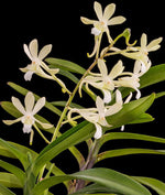 Carica l&#39;immagine nel visualizzatore Galleria, Vanda Green Light (V. vietnamica × falcata var. amami)
