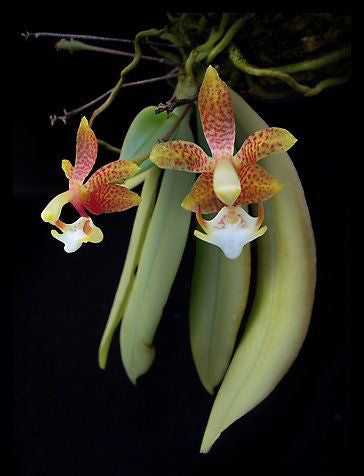 Grosourdya appendiculata