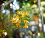 Carica l&#39;immagine nel visualizzatore Galleria, Grosourdya nitida
