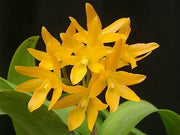 Cattleya aurantiaca f. aurea