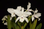 Load image into Gallery viewer, Guarianthe (syn. Cattleya) skinneri f. semialba / oculata