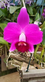 Carica l'immagine nel visualizzatore Galleria, Laelia pumila rubra 'Z71' x escura flamea 'Alice' - Brazil Import