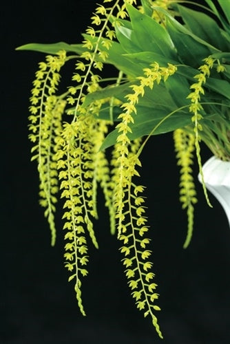 Dendrochilum formosanum