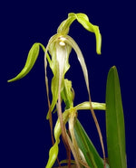 Load image into Gallery viewer, Phragmipedium lindenii