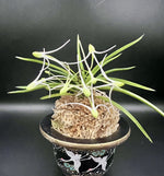 Carica l'immagine nel visualizzatore Galleria, Neofinetia falcata 'Hanamatoi’ 花纏