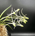 Carica l'immagine nel visualizzatore Galleria, Neofinetia falcata 'Hanamatoi’ 花纏