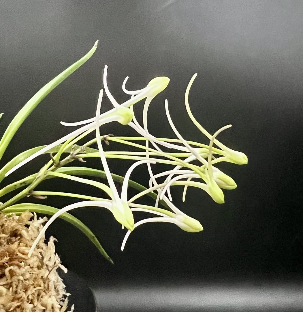 Neofinetia falcata 'Hanamatoi’ 花纏