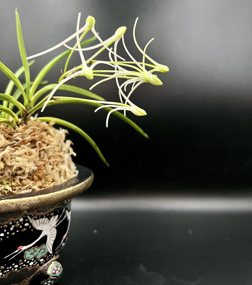 Neofinetia falcata 'Hanamatoi’ 花纏
