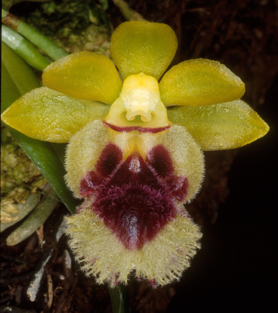 Haraella retrocalla