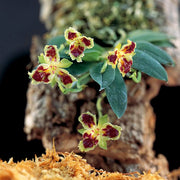 Haraella retrocalla 'Peloric'