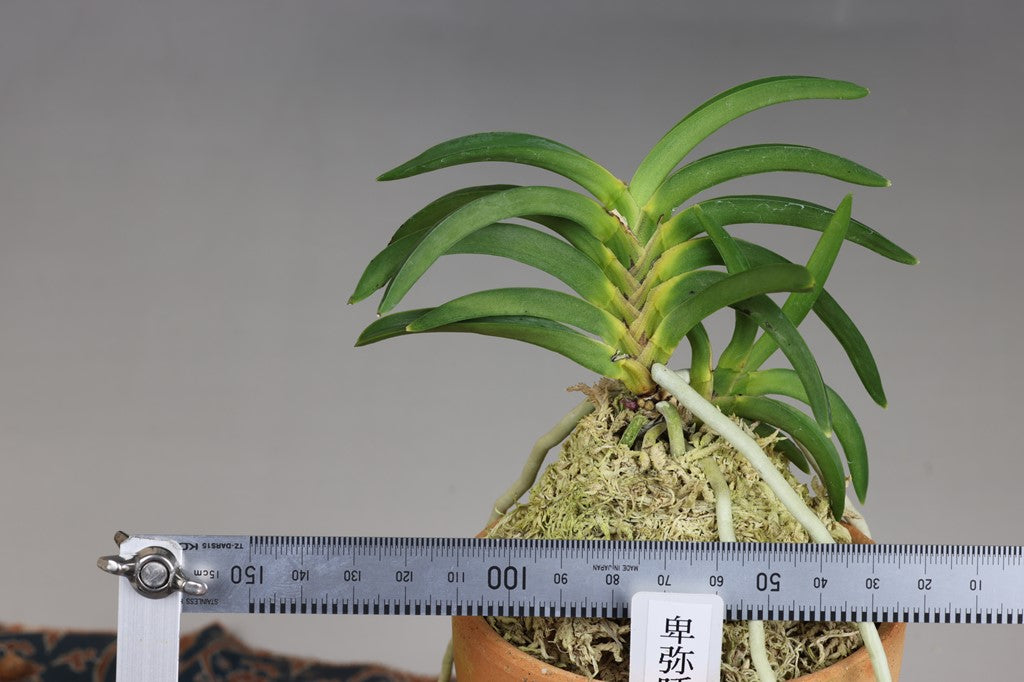 Neofinetia falcata 'Himiko' 卑弥呼