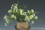 Carica l'immagine nel visualizzatore Galleria, Neofinetia falcata 'Hisui' 翡翠