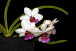 Carica l'immagine nel visualizzatore Galleria, Holridestylis TLDC Shy Virgin ((Holc. flavescens x Aer. odorata) x Rhy. gigantea)