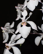 Load image into Gallery viewer, Holcoglossum Isabel Sander (Holco amesianum x subulifolium)