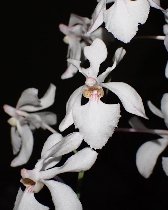 Holcoglossum Isabel Sander (Holco amesianum x subulifolium)