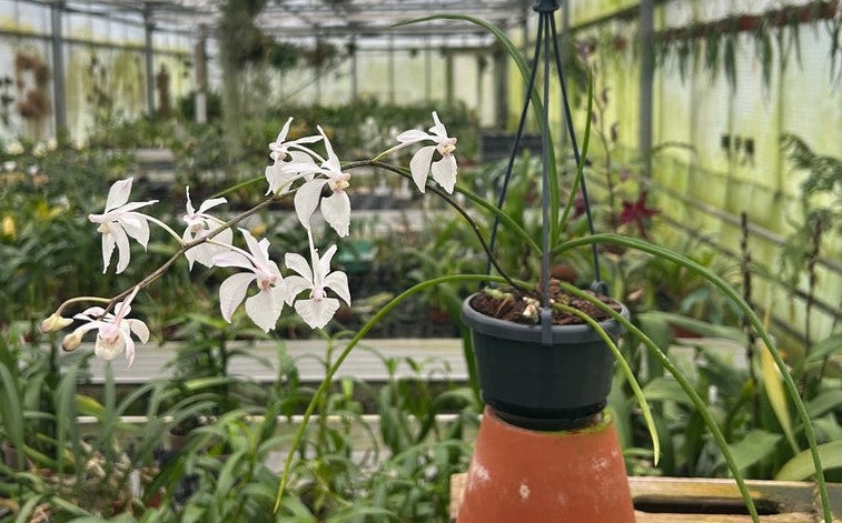 Holcoglossum Isabel Sander (Holco amesianum x subulifolium)