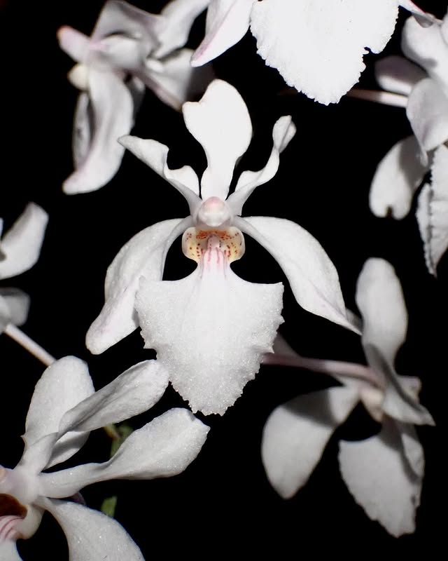 Holcoglossum Isabel Sander (Holco amesianum x subulifolium)