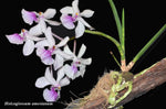 Carica l&#39;immagine nel visualizzatore Galleria, Holcoglossum amesianum
