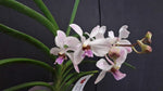 Carica l'immagine nel visualizzatore Galleria, Holcoglossum wangii x Vanda 'Bayrisch Blau'