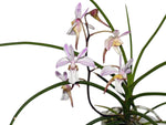 Carica l'immagine nel visualizzatore Galleria, Holcoglossum lingulatum