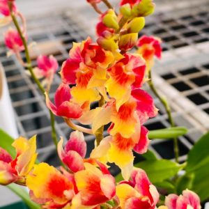 Howeara Lava Burst ‘Pacific Sunrise’