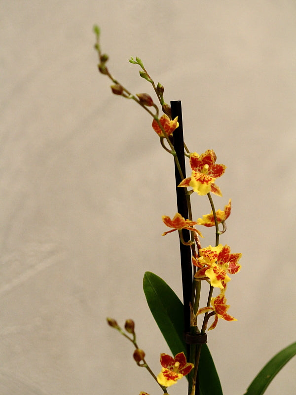 Howeara Mini-Primi (Rodricidium Primi x Leochilus oncidioides)