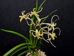 Carica l'immagine nel visualizzatore Galleria, Neofinetia falcata 'Hwangjiyeon' 황지연 黃池淵