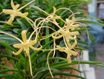 Carica l'immagine nel visualizzatore Galleria, Neofinetia falcata 'Hwangjiyeon' 황지연 黃池淵
