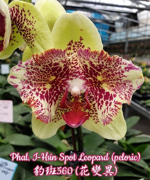 Phalaenopsis I-Hsin Spot Leopard (peloric)