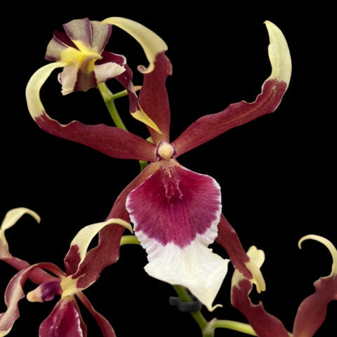 Aliceara Eurostar (Aliceara Tahoma Glacier x Oncidium schroederianum)