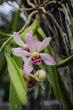 Carica l'immagine nel visualizzatore Galleria, Vanda pumila x Rhynchostylis gigantea