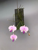 Carica l'immagine nel visualizzatore Galleria, Phalaenopsis lowii