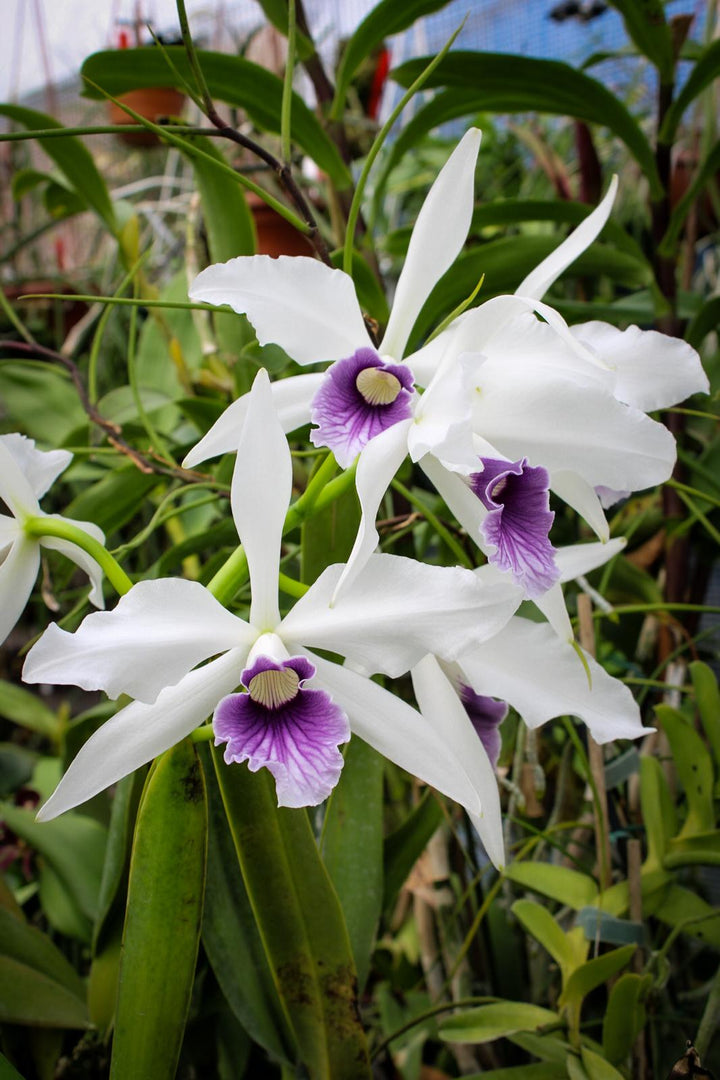 Cattleya (syn. Laelia) purpurata var. werkhauseri