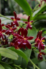 Carica l'immagine nel visualizzatore Galleria, Phalaenopsis Valentinii (Phal. violacea 'indigo' x Phal. cornu-cervi)