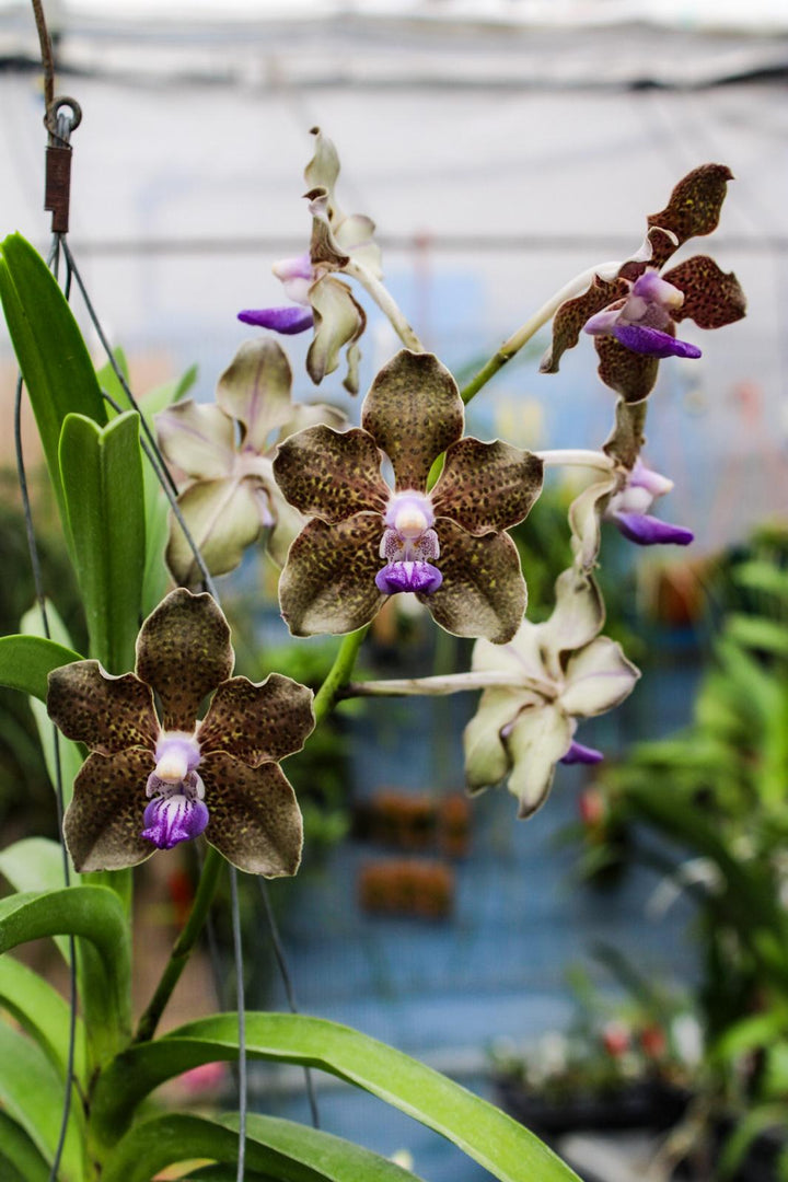 Vanda Mimi Palmer