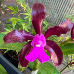 Carica l'immagine nel visualizzatore Galleria, Cattleya leopoldii 'Schokoladenprinz SM/DOG' x leopoldii 'Dark Prince'