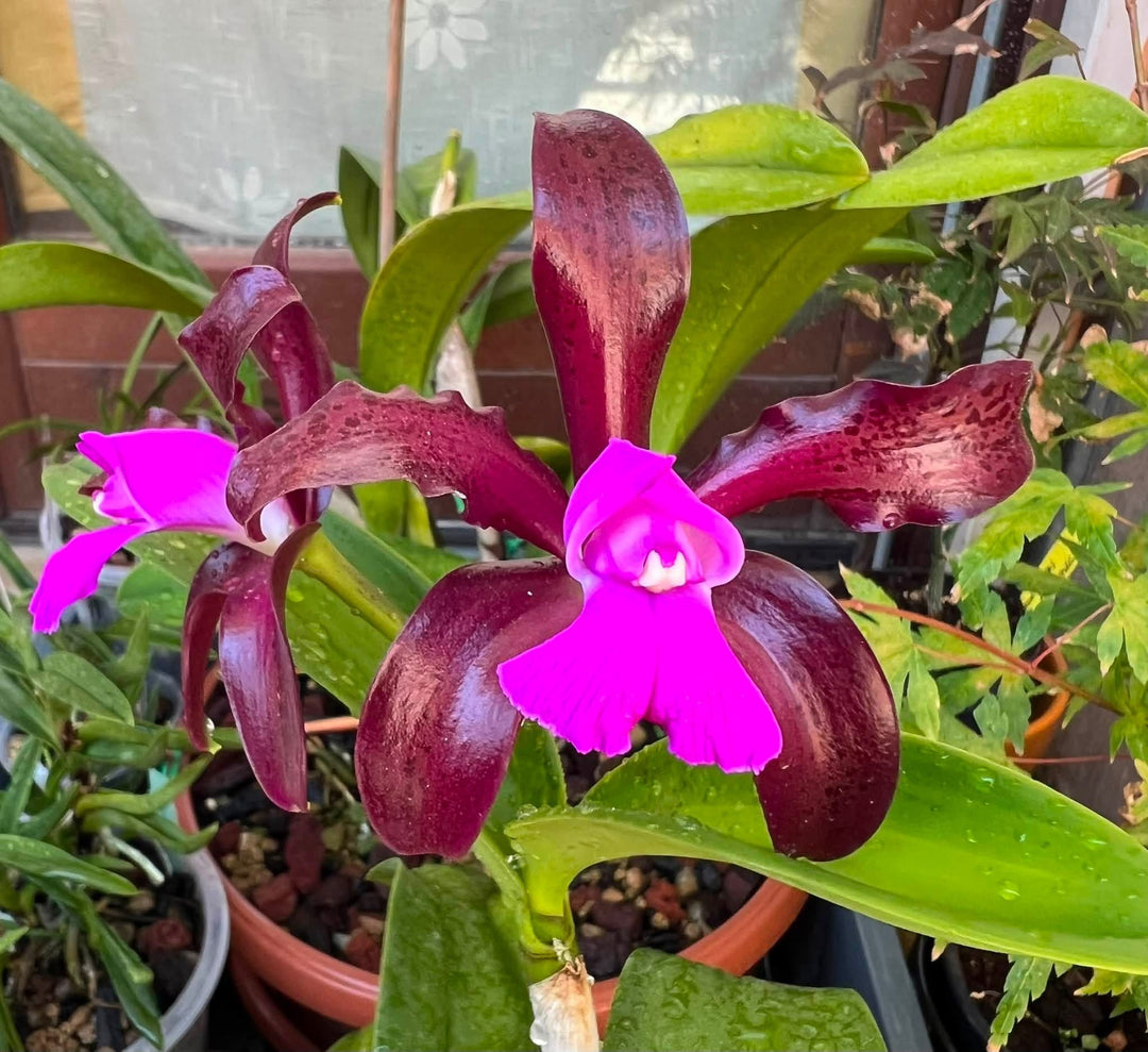 Cattleya leopoldii 'Schokoladenprinz SM/DOG' x leopoldii 'Dark Prince'
