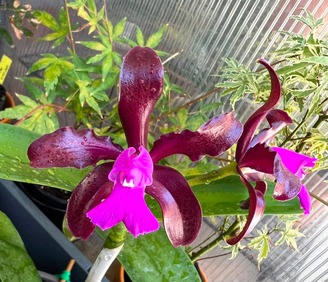 Cattleya leopoldii 'Schokoladenprinz SM/DOG' x leopoldii 'Dark Prince'