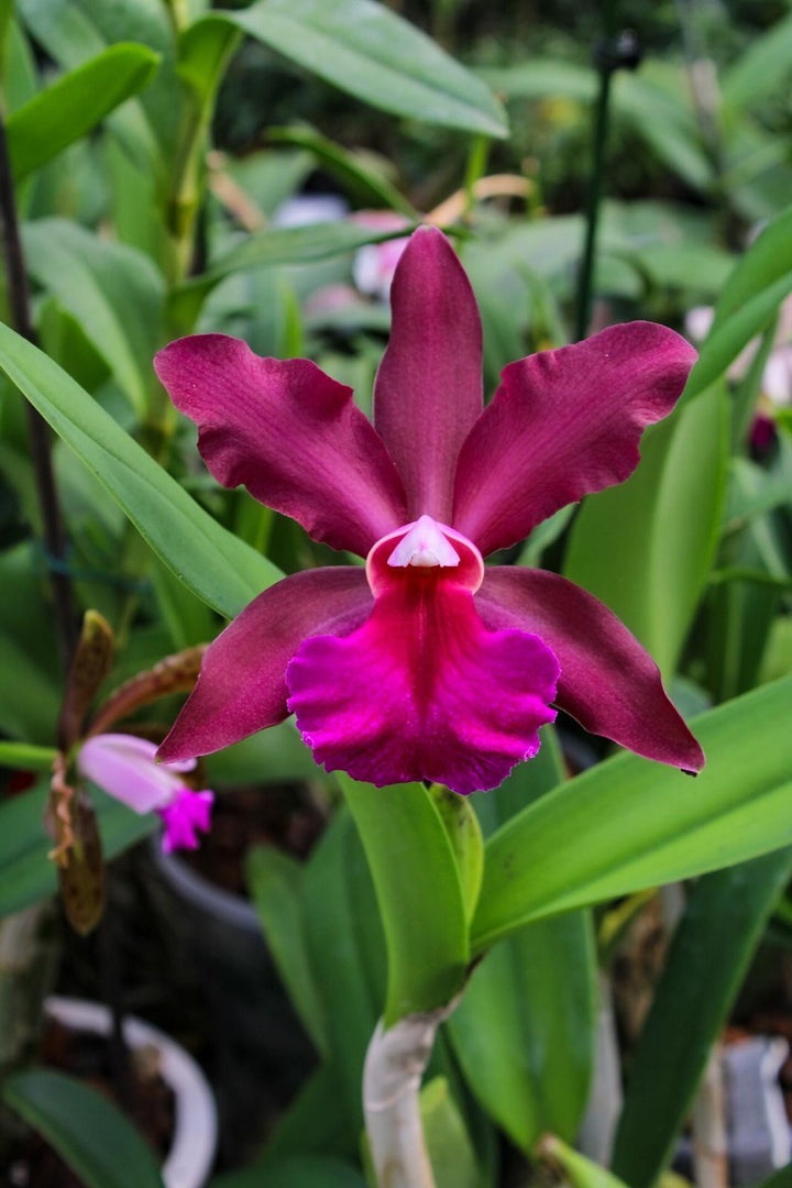 Cattleya bicolor x Blc. Toshie Aoki - Br Orquidea